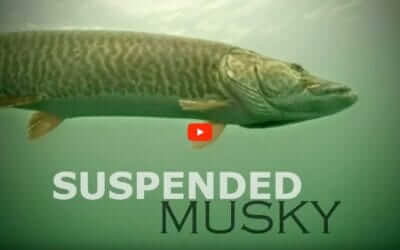 Suspended Musky