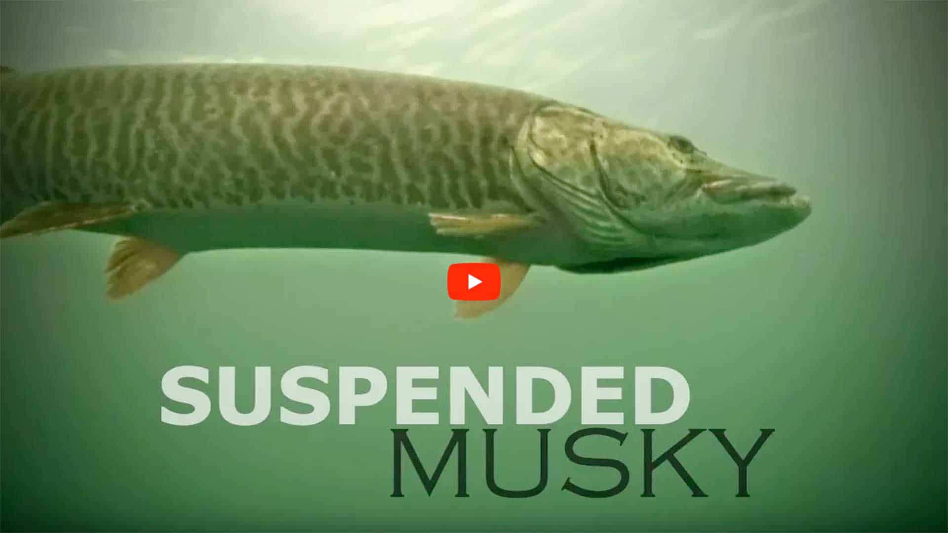 Suspended Musky