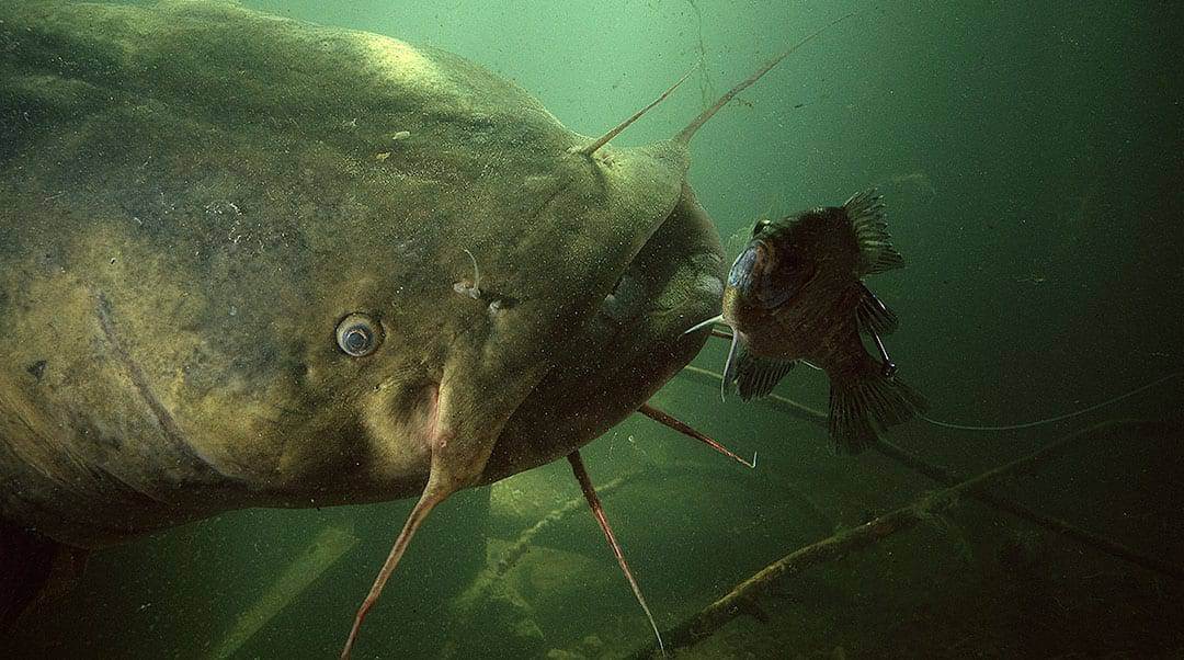10 Best Catfish Baits of All-Time