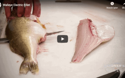 Perfect Walleye Fillets with an Electric Fillet Knife