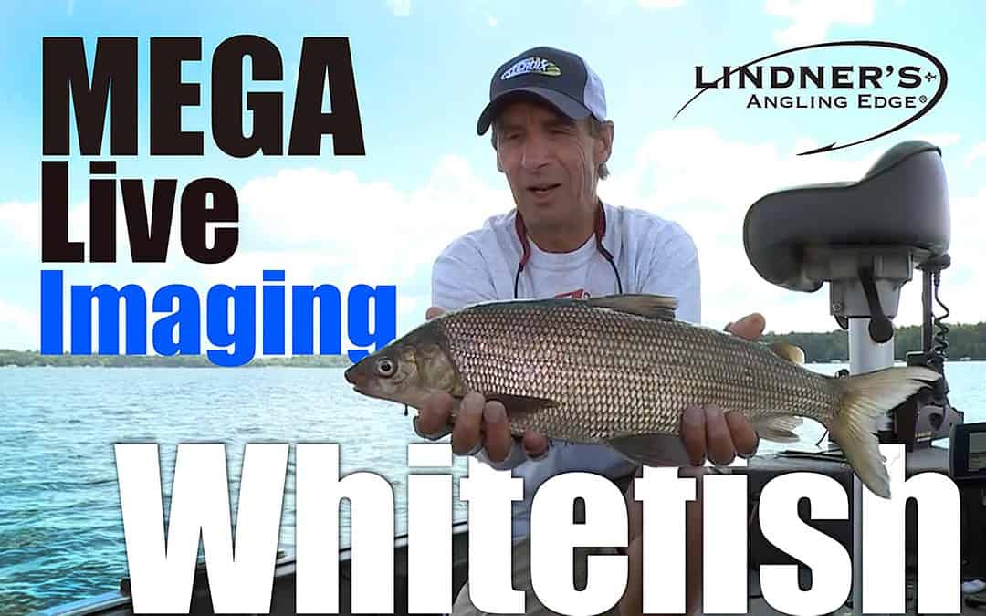 Mega Live Imaging Whitefish